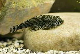 hillstream loaches are one of the top 10 aquarium fish