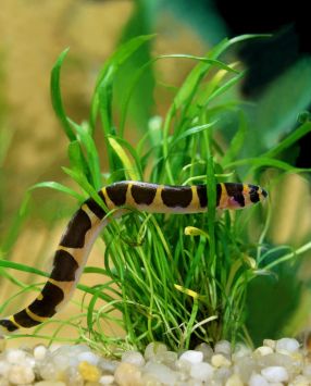 Aquarium Fish khuli loach from indonesia