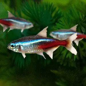 neon tetras are great aquarium fish