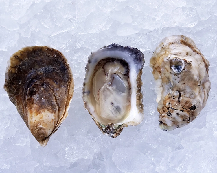 Shooting Point salts oysters