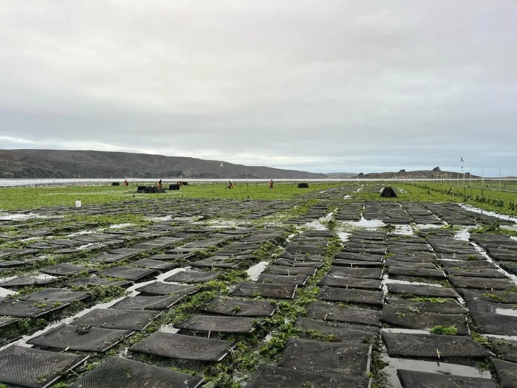 marin oyster company preserving the integrity of tomales bay