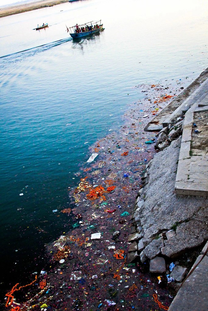 what do oysters eat? detritus!