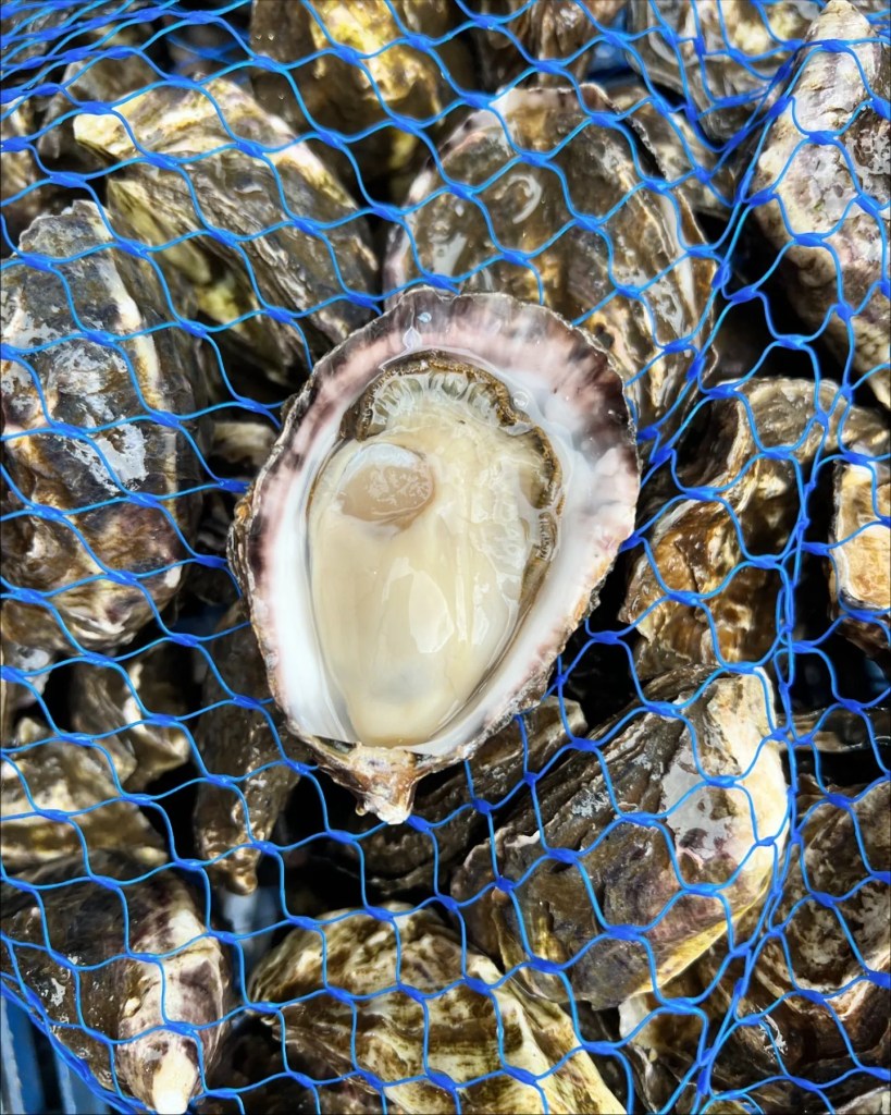 Marin Gems Oysters