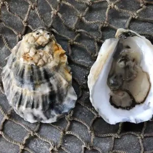 Paramour Oysters