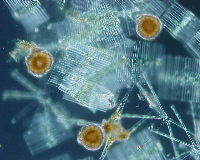 phytoplankton. one of oysters primary food source