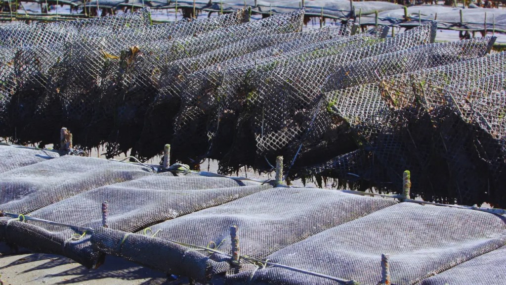 French poche technique (oyster Farming)