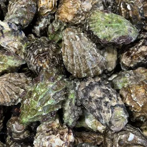 Mintersweet Oysters