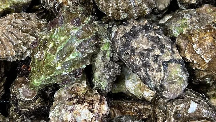 mintersweet oysters