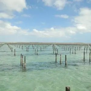 What is Oyster Farming?