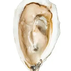 Bombazine Oysters