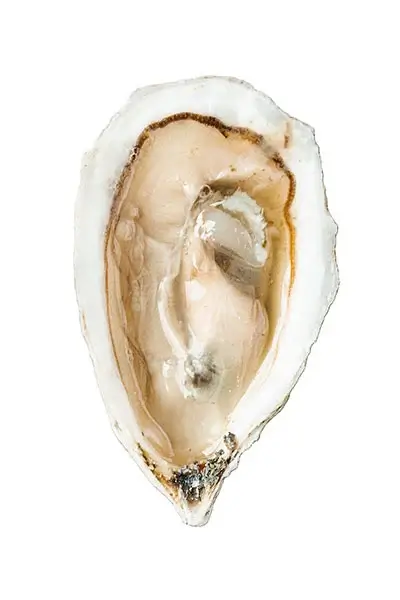 bombazine oysters