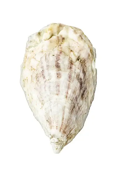 bombazine oysters 