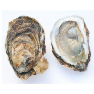 Umami Oysters