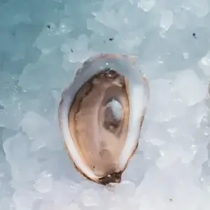 Aphrodite Oysters
