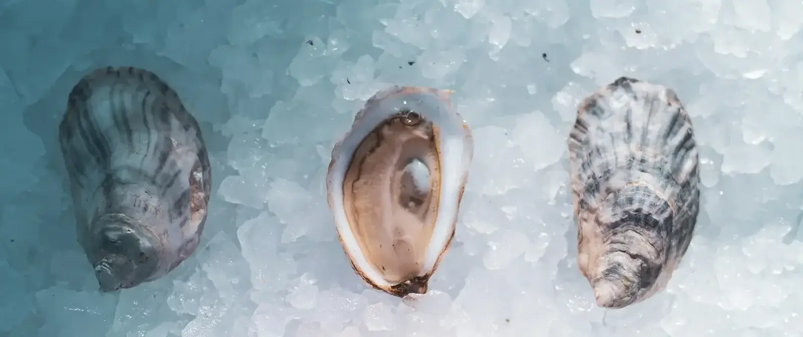 Aphrodite oysters on ice