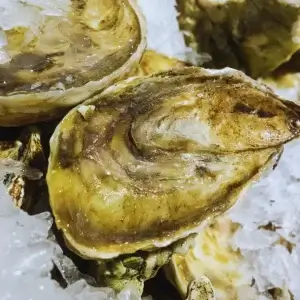 Love Shuck Oysters