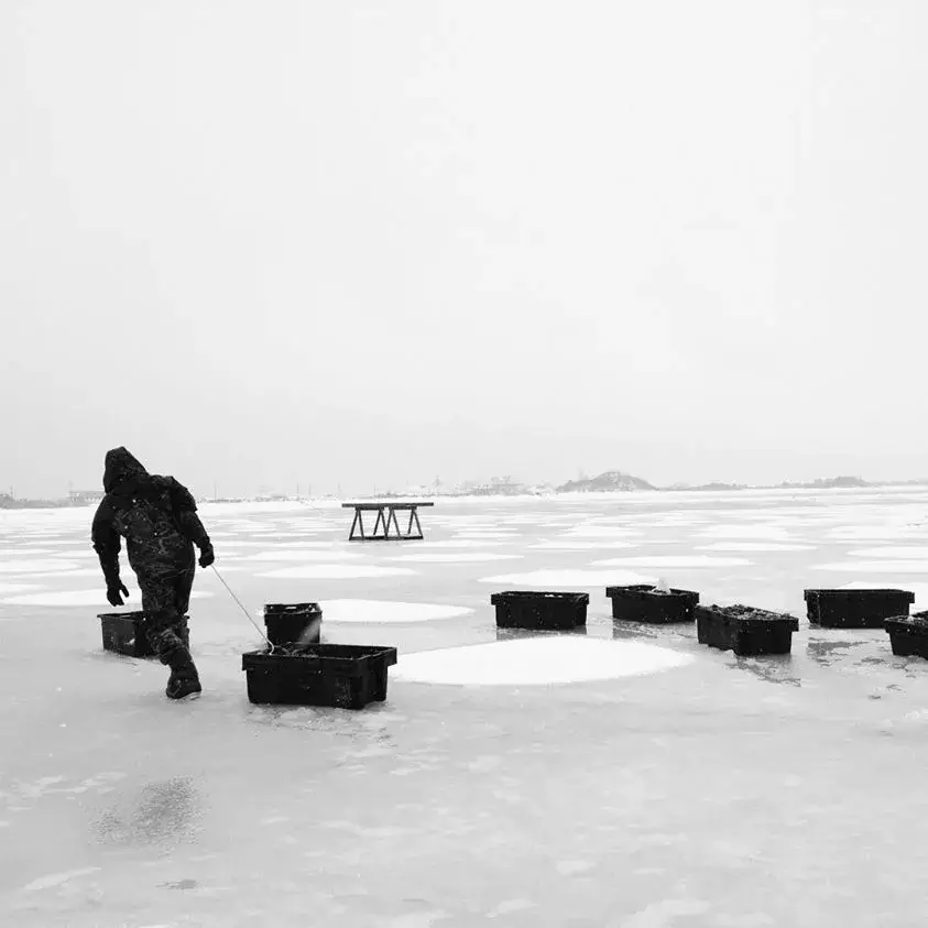 watch hill oysters cultivating year round
