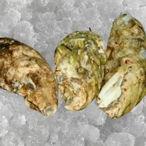Tatamagouche Oysters