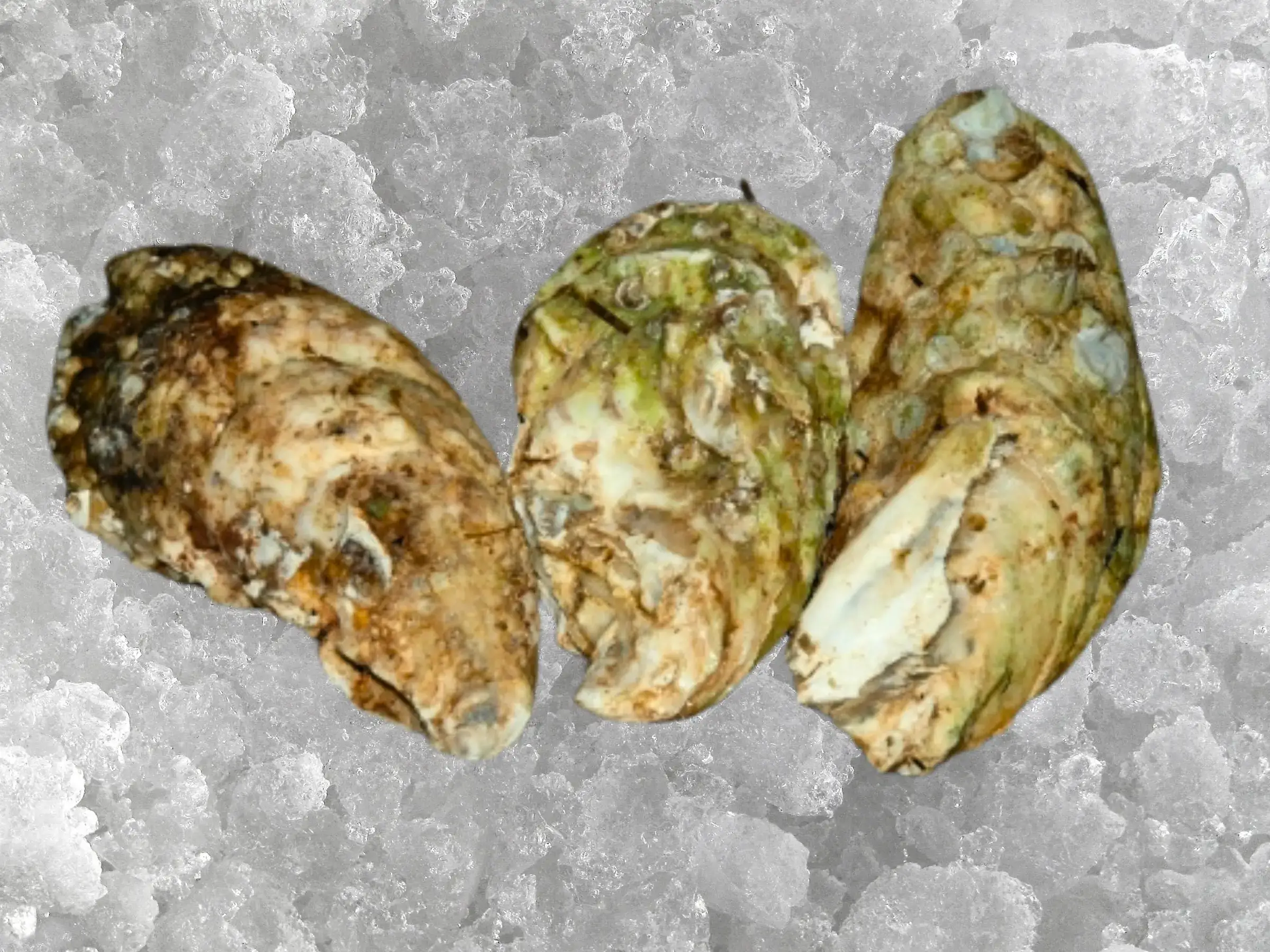 You are currently viewing Tatamagouche Oysters
