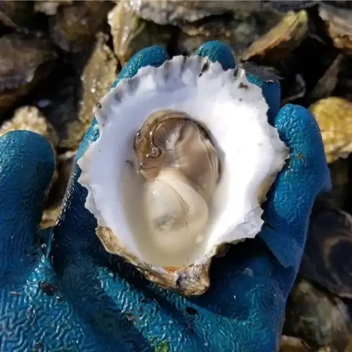 watch hill oysters