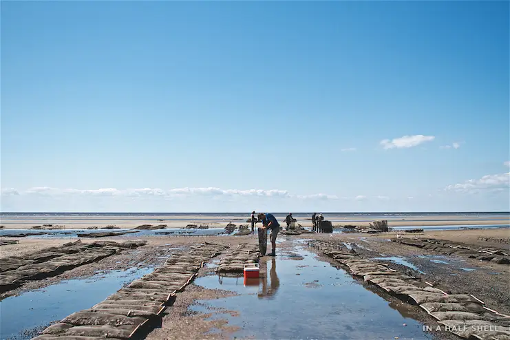 cape may salt oyster farm in action