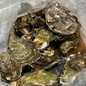 Nisqually Oysters