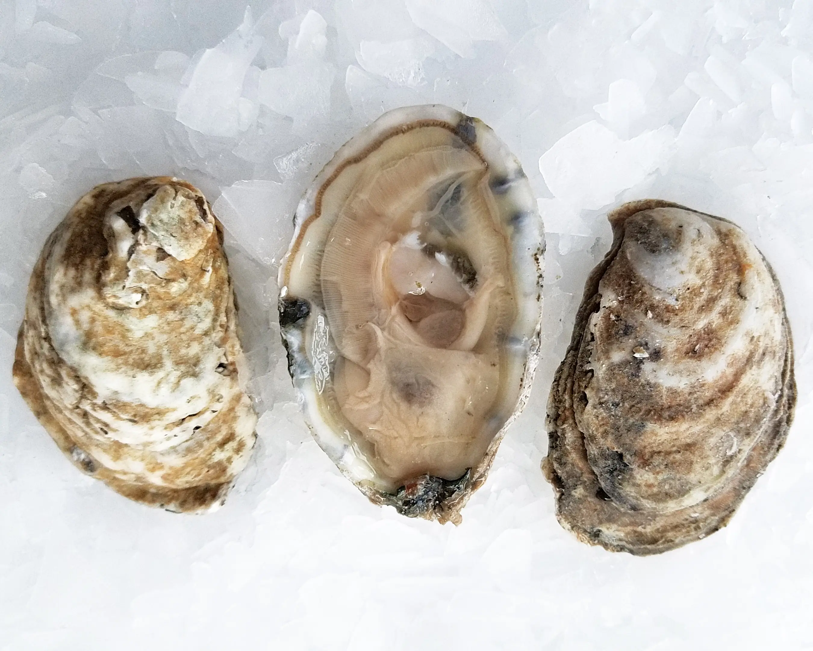 stormy bay oysters