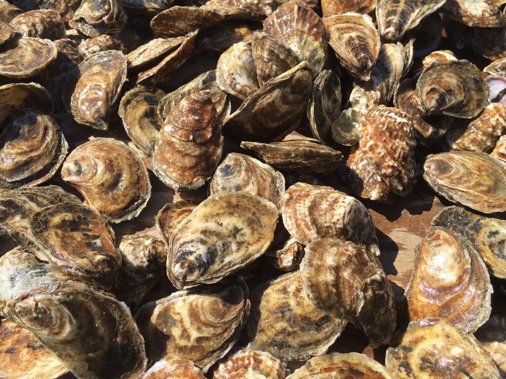 Harvest moon oysters