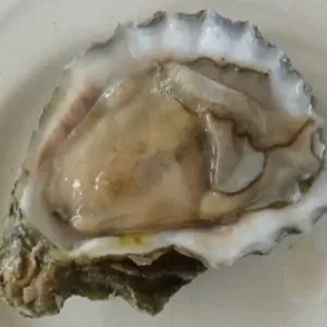 Elm Grove Oysters