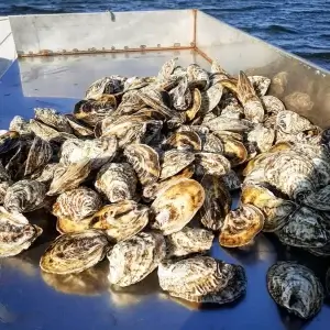 Great Gun Oysters
