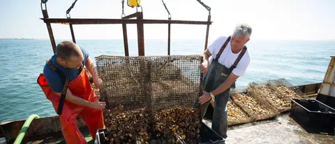 Steve Schafer and Jardar Nygaard, co founders of stellar mar oysters.