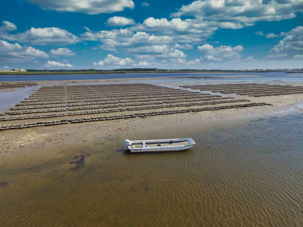 cape cod oyster company barnstable