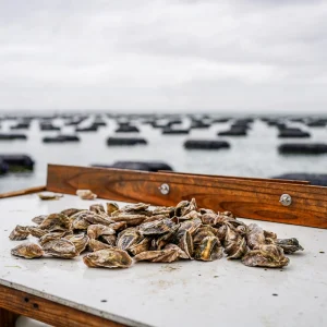 Blackjack Point Oysters