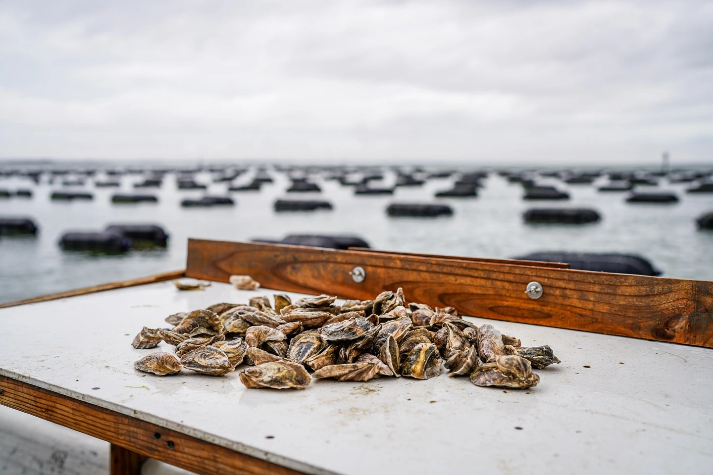 blackjack point oysters