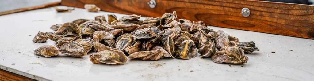 blackjack point oysters 