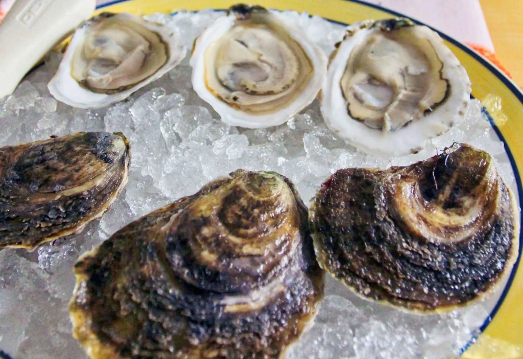 boomamoto oysters on bed of ice