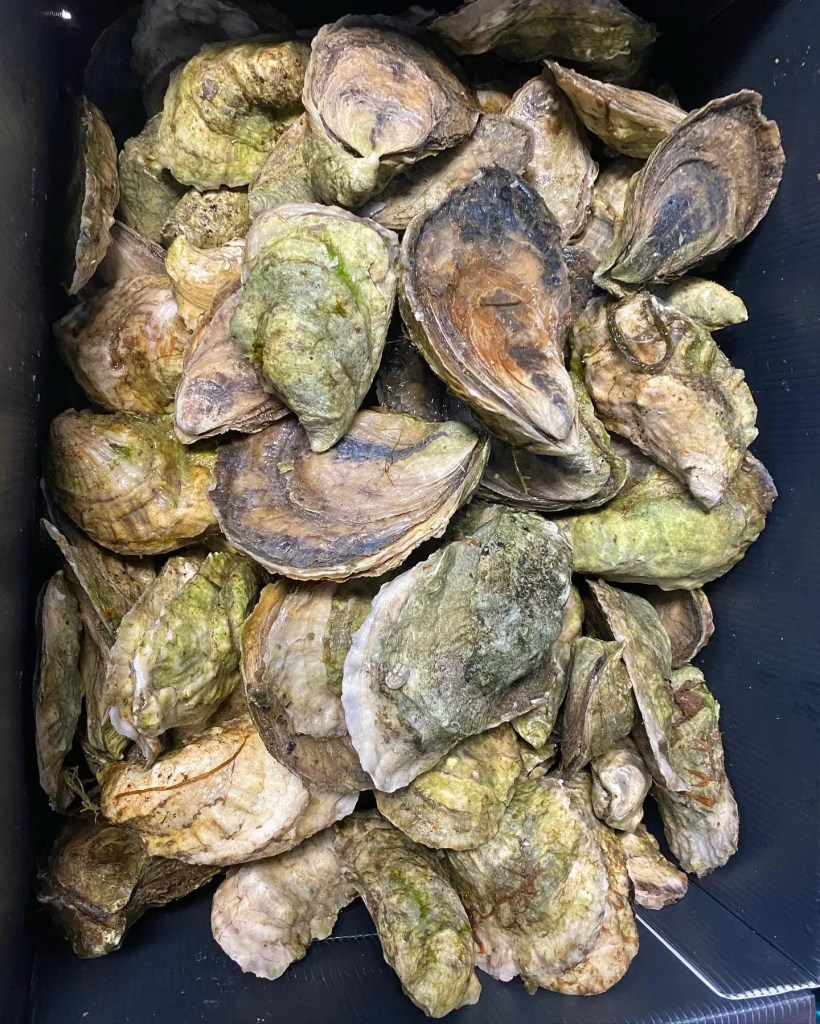 Hammerhead oysters have a distinctive T-shaped shell,