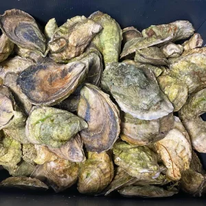 Hammerhead Oysters