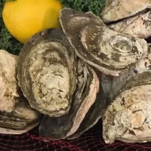 Rock Hole Oysters