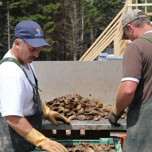 Team sorting oysters for quality