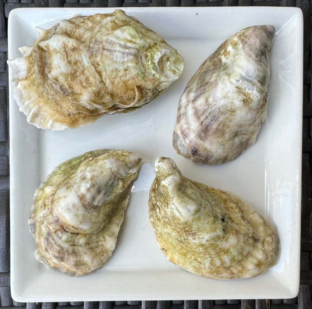 washburn island oysters on a plate