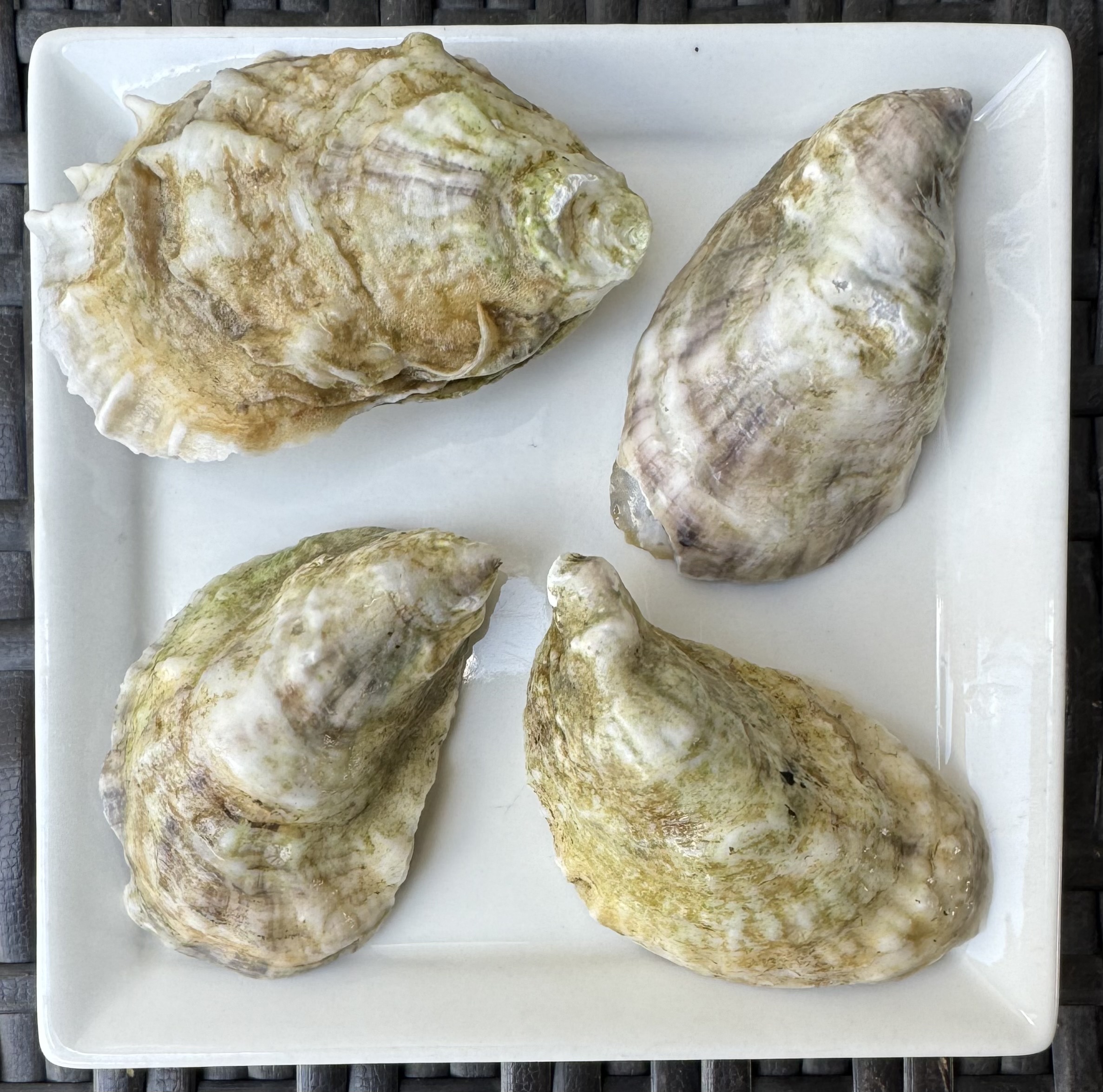washburn island oysters on a plate