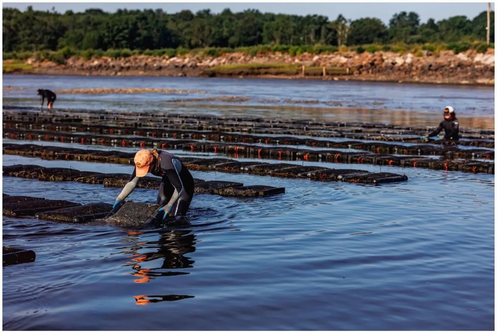 none such oyster farm