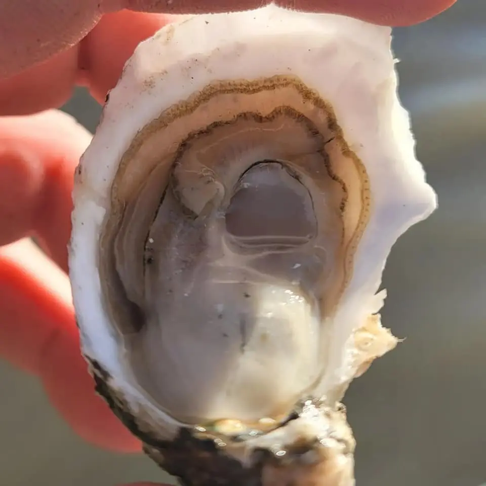 You are currently viewing Bayou Rosa Oysters