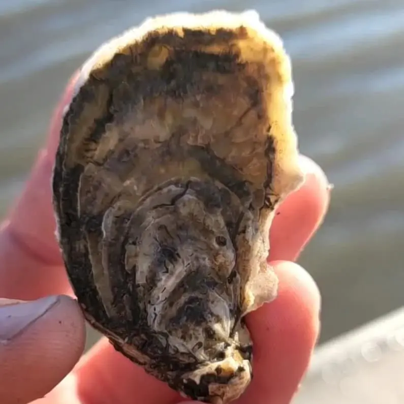 bayou rosa oyster