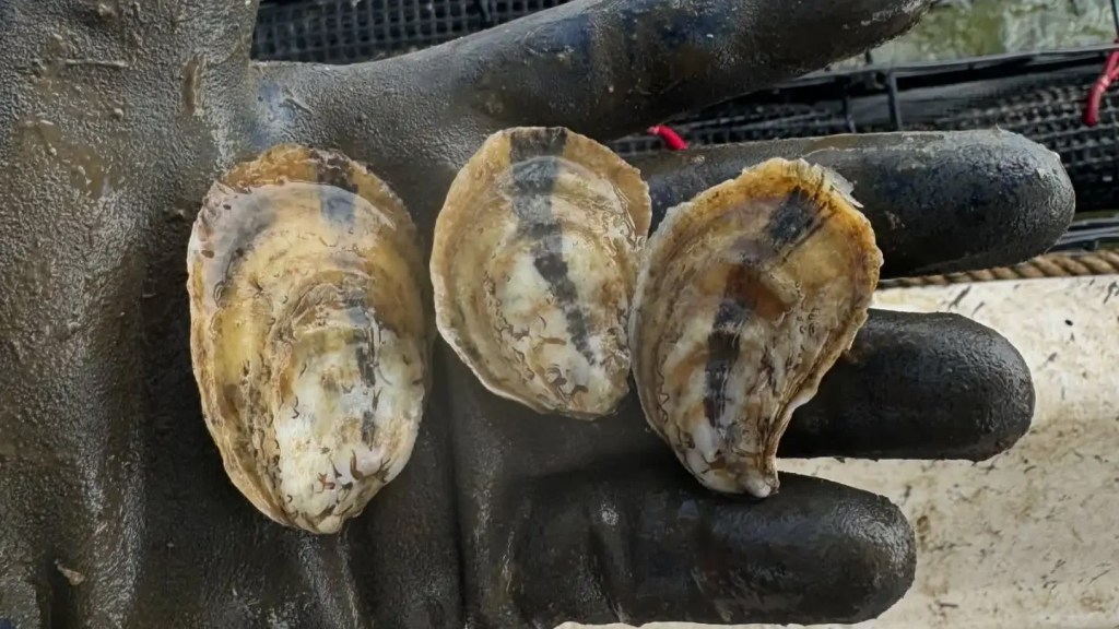 holy ground lily oysters