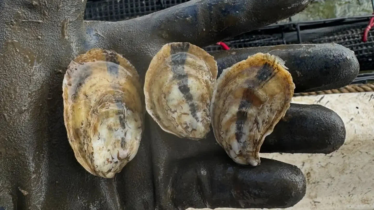 holy ground lily oysters