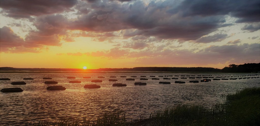 Single Lady oysters — floating bag cultivation on the Coosaw River