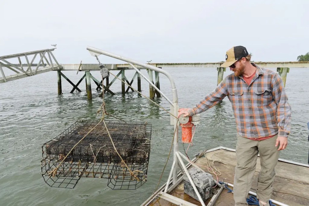 Lady's Island Oyster farm manager handling Single Lady harvest