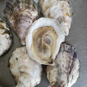 Mere Point Oysters